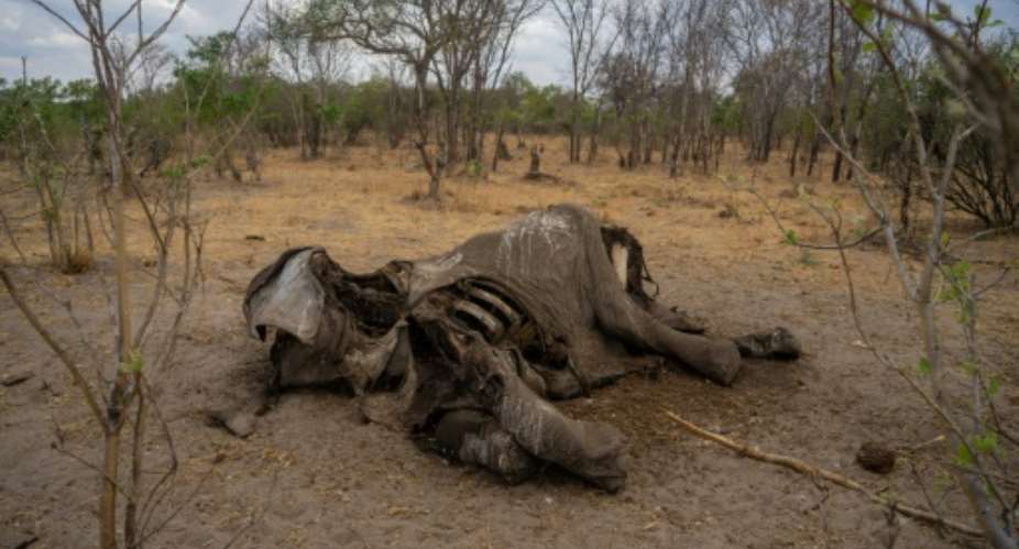 Taken on November 12, 2019 it shows the carcass of an elephant that succumbed to drought in the Hwange National Park, in Zimbabwe..  By ZINYANGE AUNTONY AFPFile