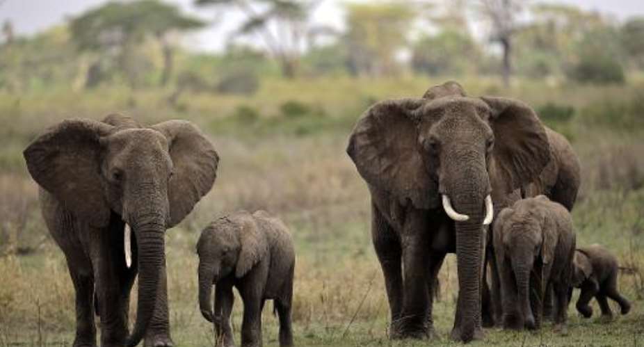 Elephants and calves in the Serengeti national reserve in northern Tanzania on October 25, 2010.  By Tony Karumba AFPFile