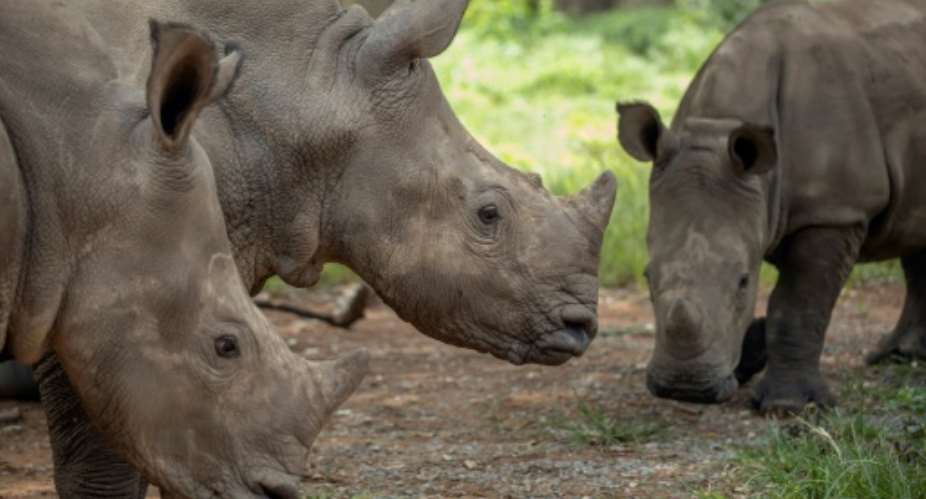 Target: Poaching has caused South Africa's rhino population to plummet.  By Michele Spatari AFP