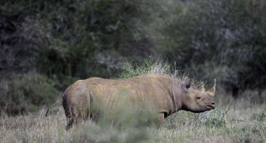 A US hunter who paid 350,000 to kill a black rhinoceros in Namibia has shot the animal, saying his actions will help protect the species.  By Tony Karumba AFPFile