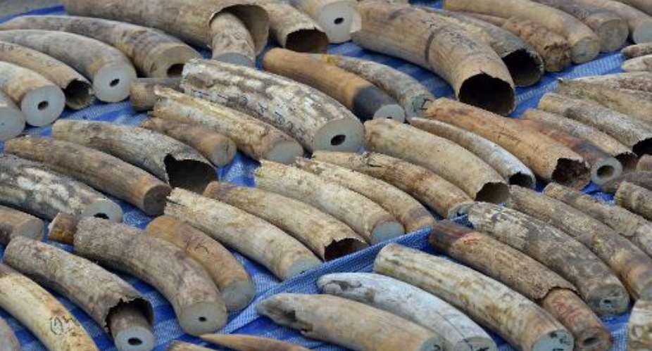 The 739 pieces of tusk were found stashed in a container which arrived at the port on April 18 after being shipped from the Democratic Republic of Congo destined for Laos, according to a statement by Thai customs.  By Pornchai Kittiwongsakul AFP