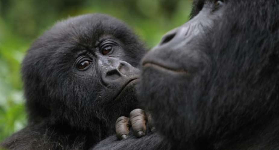 Thanks to intensive conservation efforts the mountain gorilla's status improved from critically endangered to endangered in 2018. The picture shows mountain gorillas in the DR Congo's Virunga National Park.  By ROBERTO SCHMIDT AFPFile