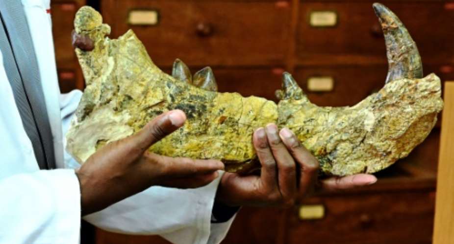 The 23-million-year-old bones  of the newly-discovered giant, Simbakubwa kutokaafrika, had been left for nearly 40 years in a drawer.  By SIMON MAINA AFP