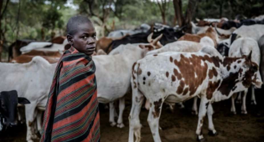 The ability of African cattle to withstand extreme weather and sickness will be put to the test in coming decades as climate change exacerbates the continent's extreme weather.  By Luis TATO FAOAFPFile