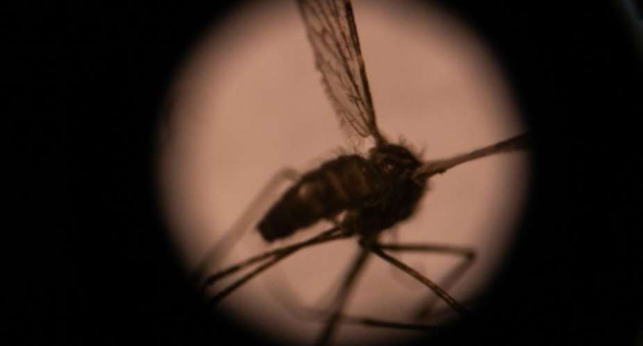 The Anopheles gambiae group of mosquito species are currently the main drivers of malaria's spread in Africa.  By Olympia DE MAISMONT AFPFile