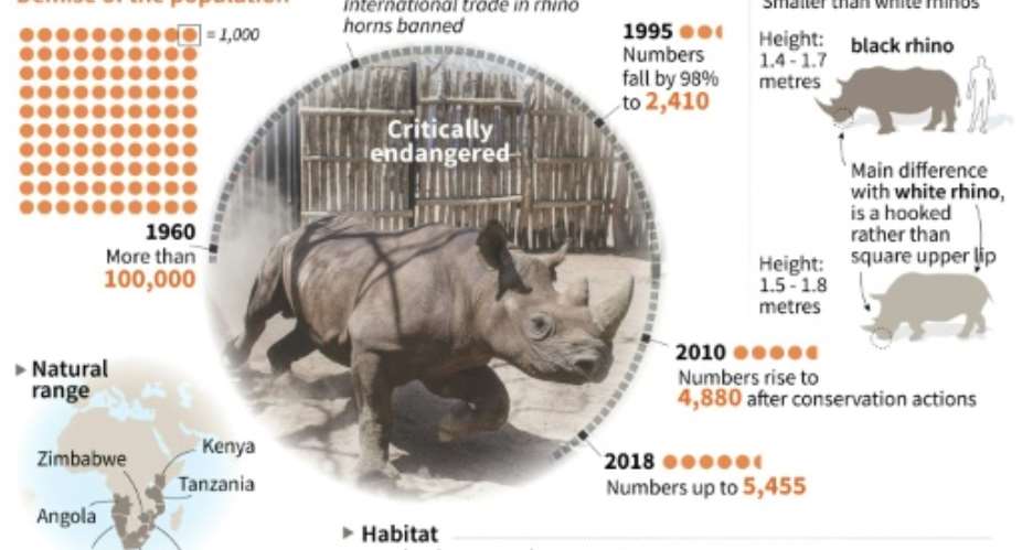 The black rhino.  By Kun TIAN AFP