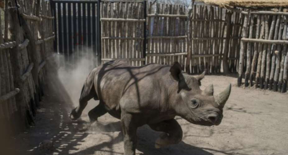 The black rhinos were shipped over to Chad from South Africa as part of an ambitious plan to reintroduce the species there after poachers had wiped them out.  By STEFAN HEUNIS AFPFile