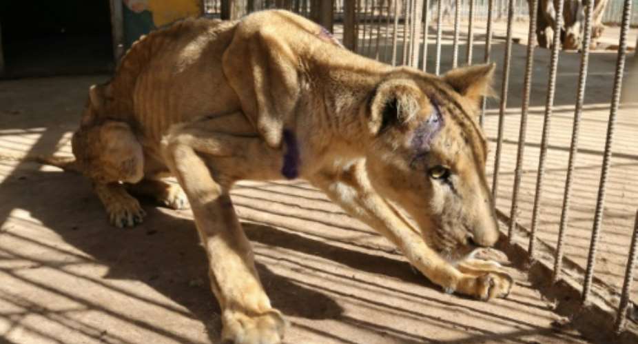 The captive lions in Khartoum's Al-Qureshi Park had lost as much as two-thirds of their body weight as a result of going unfed for weeks.  By ASHRAF SHAZLY AFP