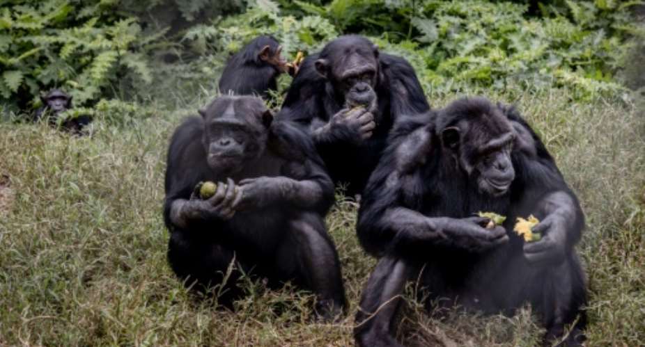The centre houses scores of chimpanzees, gorillas and bonobos.  By Guerchom NDEBO (AFP)