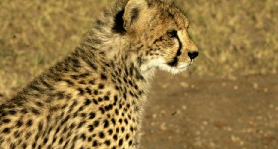 The cheetah is considered vulnerable under theIUCN Red List of Threatened Species.  By JOSEPH EID AFP