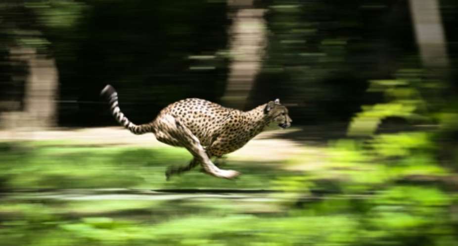 The cheetah is the fastest land animal on Earth.  By Lionel BONAVENTURE AFP