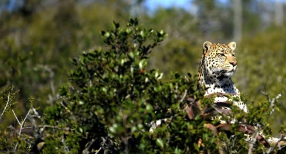 The clash between humans and leopards, experts agree, is mostly due to humanity's expanding footprint, especially in Africa, whose population is set to expand by more than a billion before mid-century.  By Gianluigi GUERCIA AFPFile