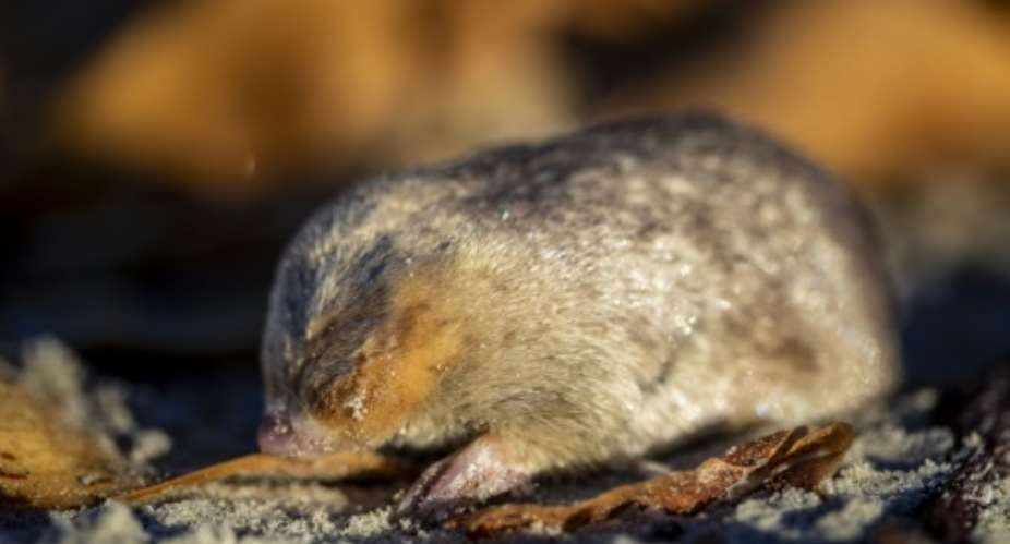 The De Winton's golden mole has been detected for the first time in 87 years in South Africa.  By Nicky Souness Endangered Wildlife TrustAFP