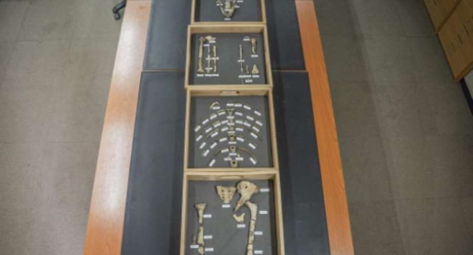 The discovery of 3.18 million year-old remains was a breakthrough for paleontology.  By Amanuel Sileshi (AFP)