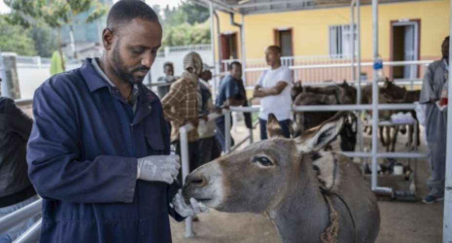 The Donkey Sanctuary offers free treatments to donkeys in Ethiopia, where they are vital to the economy.  By Amanuel Sileshi (AFP)