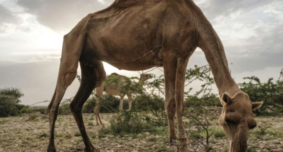 The drought left pastoralists especially vulnerable to economic ruin.  By EDUARDO SOTERAS AFPFile