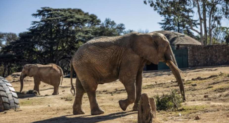 The elephants in the Johannesburg zoo are the last in an urban zoo environment on the entire continent, campaigners say.  By Phill MAGAKOE (AFP)