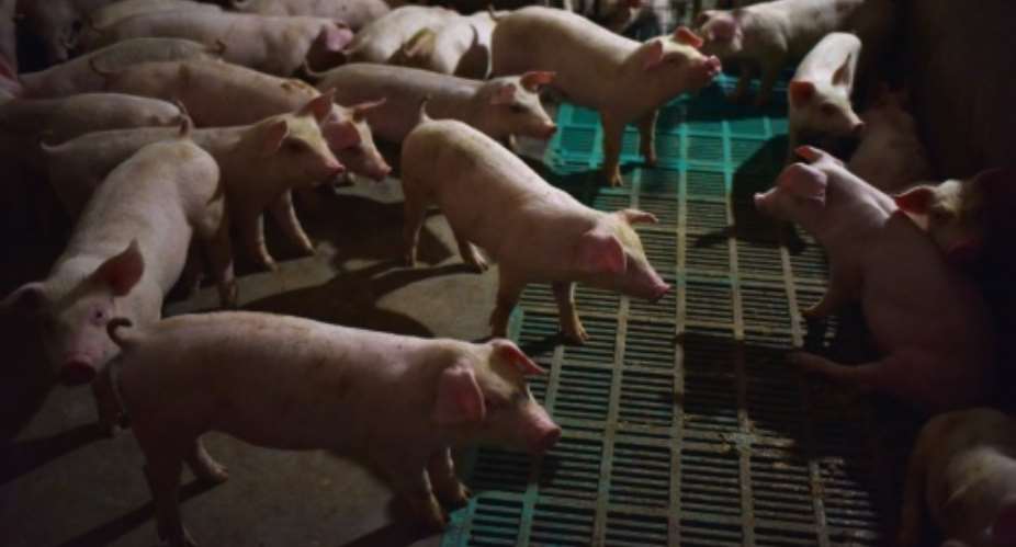 The emergence of the disease has fuelled growing fears of a major impact on the world's largest pig producer.  By GREG BAKER AFPFile