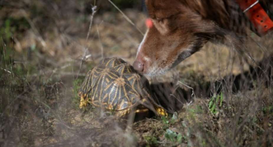 The Endangered Wildlife Trust is using canines to sniff out the endangered tortoise species.  By RODGER BOSCH (AFP)