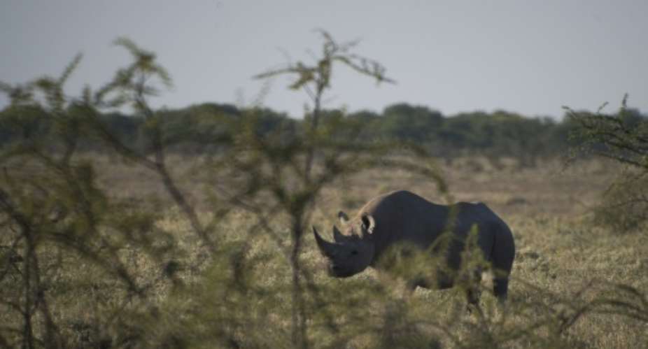 The Etosha National Park is home to 114 species, including the endangered black rhino.  By MARTIN BUREAU (AFP/File)