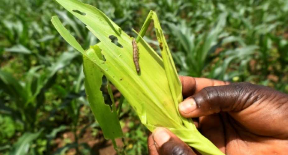 The fall armyworm, an invasive species from the Americas, has now spread across almost all of Africa, according to UN food experts.  By SIMON MAINA, SIMON MAINA AFP