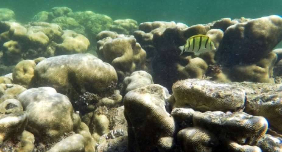 The findings warn that reefs along the eastern coast of Africa and island nations like Mauritius and Seychelles faced a high risk of extinction unless urgent action was taken.  By TONY KARUMBA AFPFile