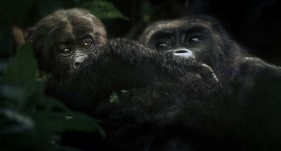 The gorillas have dwindled to just 250 in the park, their last sanctuary.  By ALEXIS HUGUET AFP