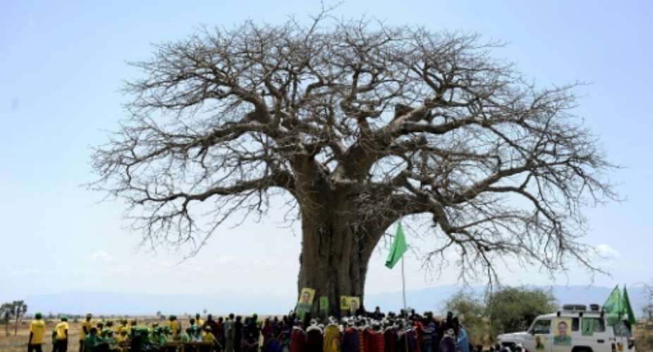 The iconic tree can live to be 3,000 years old and one in Zimbabwe is so large that up to 40 people can shelter inside its trunk.  By Tony KARUMBA AFPFile