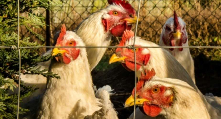 The Kenyan and Rwanda governments have banned importation of poultry and poultry products from Uganda after the avian bird flu eas detected.  By PHILIPPE HUGUEN AFPFile