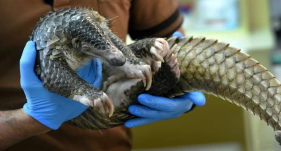 The little-known pangolin is the world's most trafficked and poached mammal because of the demand for its meat and scales.  By ROSLAN RAHMAN AFPFile