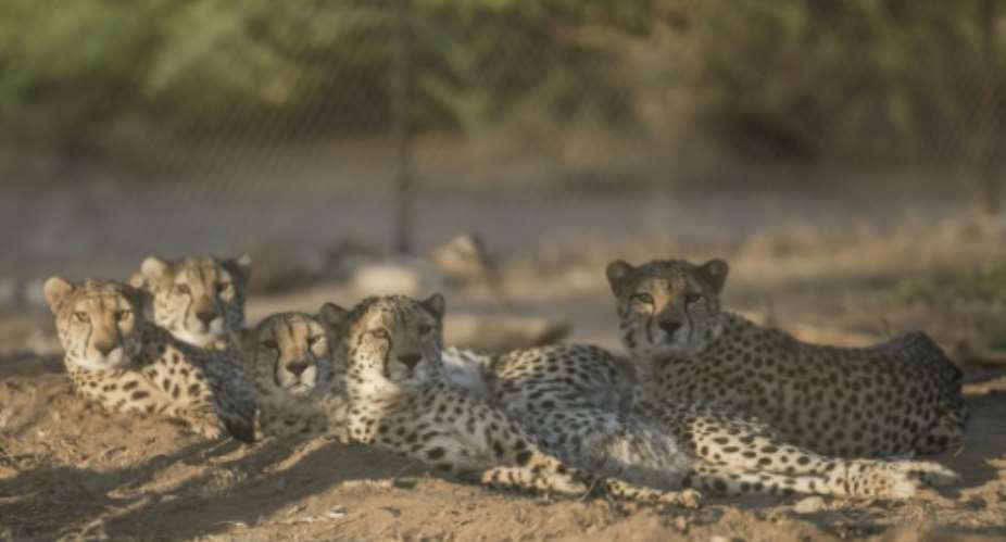 The long, slender, spotted felines yawn, stretch, and purr loudly as the staff approach the vast, highly protected complex run by Cheetah Conservation Fund (CCF) in the Geed-Deeble savannah of Somaliland.  By Tony KARUMBA (AFP)