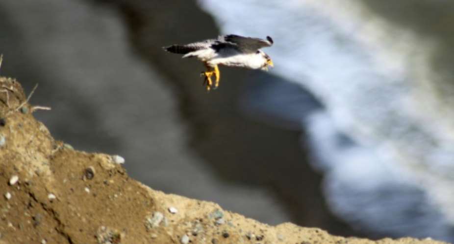 The main drivers of egg poaching are wealthy clients in the Middle East, where peregrine falcons are in great demand for traditional falconry and can sell for thousand of dollars, according to the wildlife trade specialists Traffic.  By HO SAGAFPFile