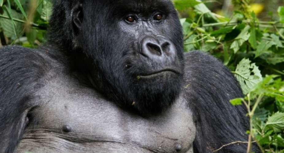 The mountain gorilla has been moved from the critically endangered category to endangered..  By Ivan Lieman AFPFile