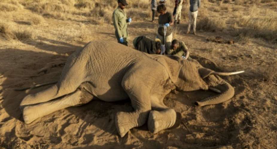 The mystery affliction has killed at least 19 elephants, mostly females or young males, since June in Kenya.  By SIMON MAINA (AFP)