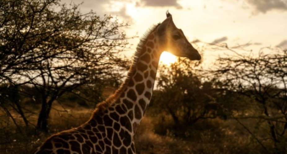 The number of giraffes in Kenya has declined sharply due to illegal hunting and human encroachment on their habitat.  By LUIS TATO (AFP)
