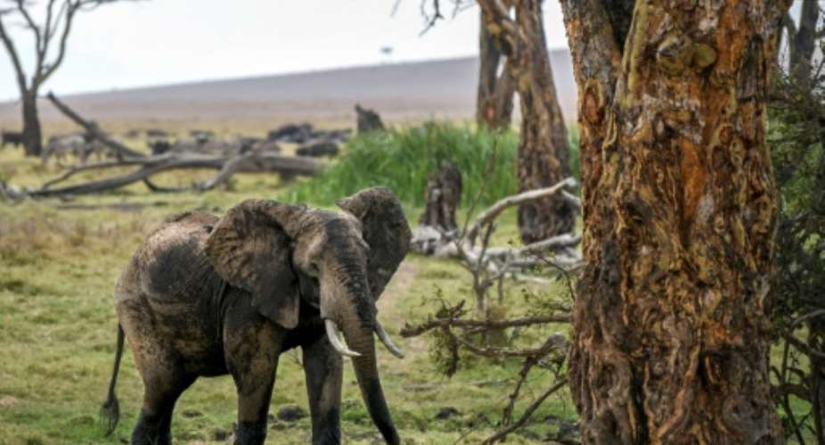 The numbers of African savanna elephants have plunged by at least 60 percent during the last half-century, according to the International Union for Conservation of Nature.  By Tony KARUMBA AFP