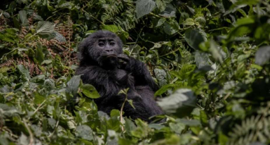 The park is one of the last redoubts of the threatened lowland gorilla.  By Guerchom NDEBO (AFP)