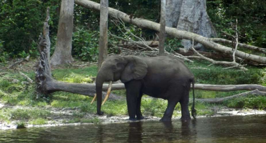 The population of Central Africa's forest elephants has been decimated by illegal hunting, with an estimated 65 percent decline between 2002 and 2013, researchers say.  By Laudes Martial Mbon AFPFile