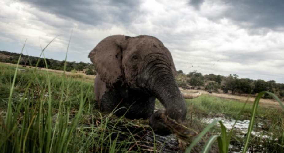 The proposed legislation would overturn a 2014 ban on hunting which was introduced to protect Botswana's wildlife and reverse a decline in the elephant population.  By CHRIS JEK AFPFile