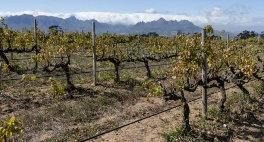 The Reyneke vineyard near Stellenbosch is adapting to face the challenges of climate change.  By Wikus de Wet AFP