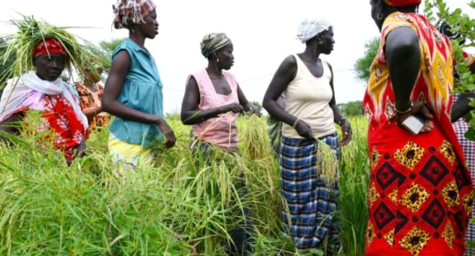 The rice harvest is underway in Senegal.  By SEYLLOU (AFP)