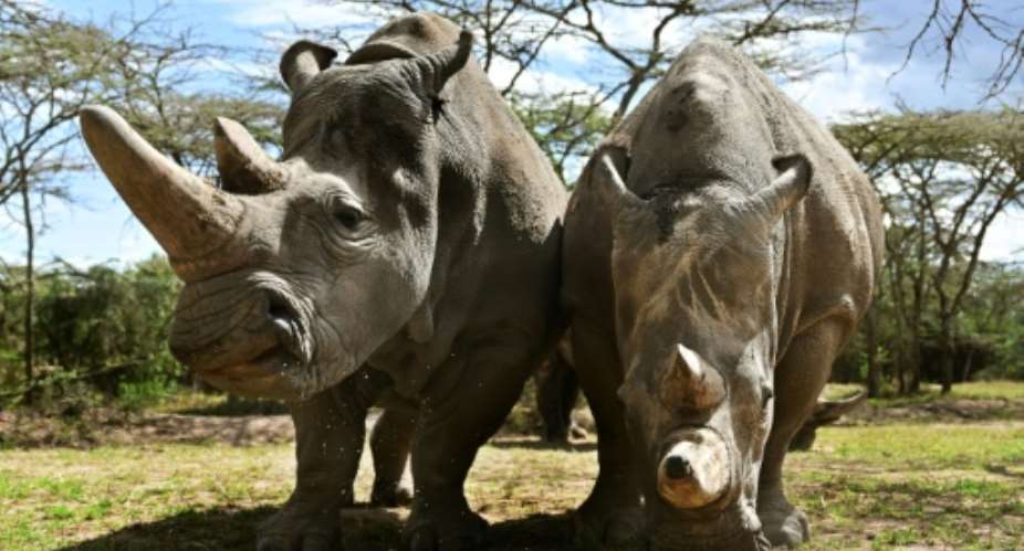The sanctuary houses the world's last two northern white rhinos, Najin and her daughter Fatu, seen in their enclosure in the private conservancy of Ol-Pejeta in Nanyuki.  By TONY KARUMBA AFP