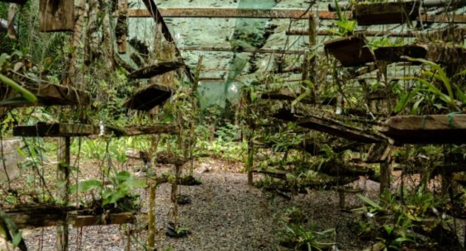 The Sibang botanical garden acts a museum for Gabons rich plant life.  By Nao Mukadi (AFP)