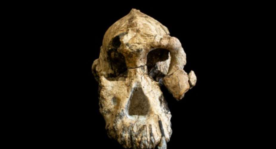 The skull, known as MRD, was discovered not far from the younger Lucy -- the ancient ancestor of modern humans.  By HO CLEVELAND MUSEUM OF NATURAL HISTORYAFP