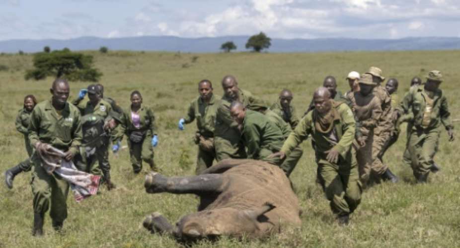 The team has just minutes after a rhino is tranquilised.  By Tony KARUMBA (AFP)