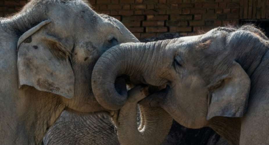 The whiskers on the trunks of elephants have unique properties that grant them a highly evolved sense of touch.  By John MACDOUGALL (AFP)
