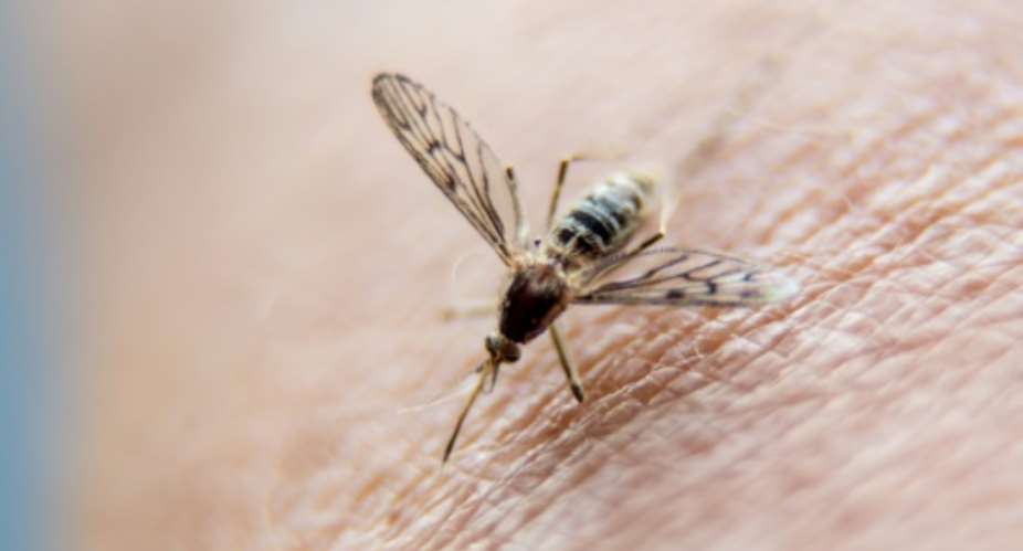 The WHO estimates that some 229 million people had the mosquito-borne disease in 2019.  By PHILIPPE HUGUEN AFPFile