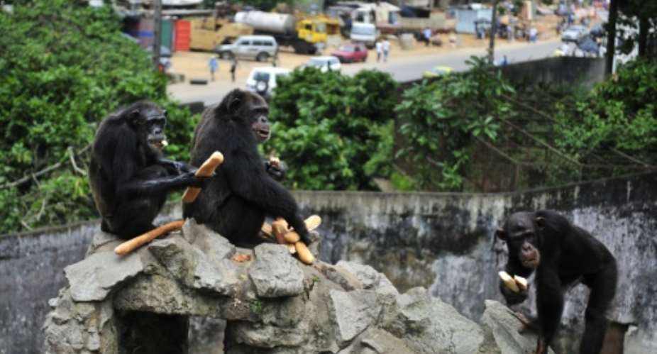 The Wild Chimpanzee Foundation, which works to safeguard chimpanzees in west Africa, says less than 2,000 chimpanzees are left in the Ivory Coast compared to 12,000 in 2002.  By ISSOUF SANOGO AFPFile