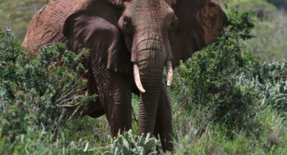 The World Animal Protection action group warned that elephants are wild animals should not be ridden.  By SIMON MAINA AFPFile
