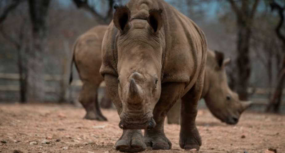 There are fewer than 25,000 rhinos left in the wild in Africa due to a surge in poaching.  By MUJAHID SAFODIEN AFPFile